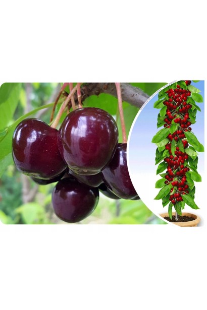 Плоди черешні ‘Квін Мері’ крупним планом — темно-червоні, блискучі ягоди